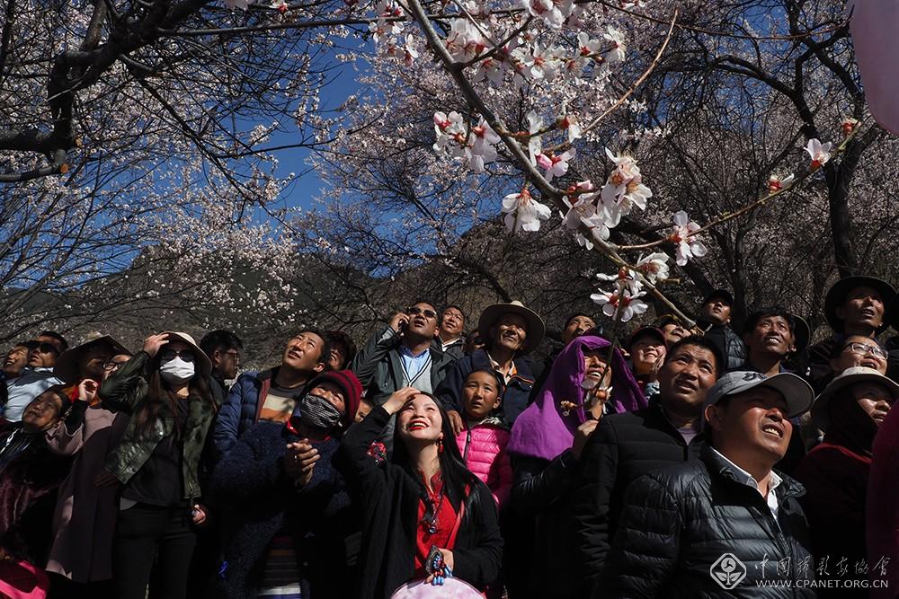 在西藏林芝第十六届桃花节上，藏族牧民和各地游客观赏盛开的桃花。摄影原瑞伦.JPG
