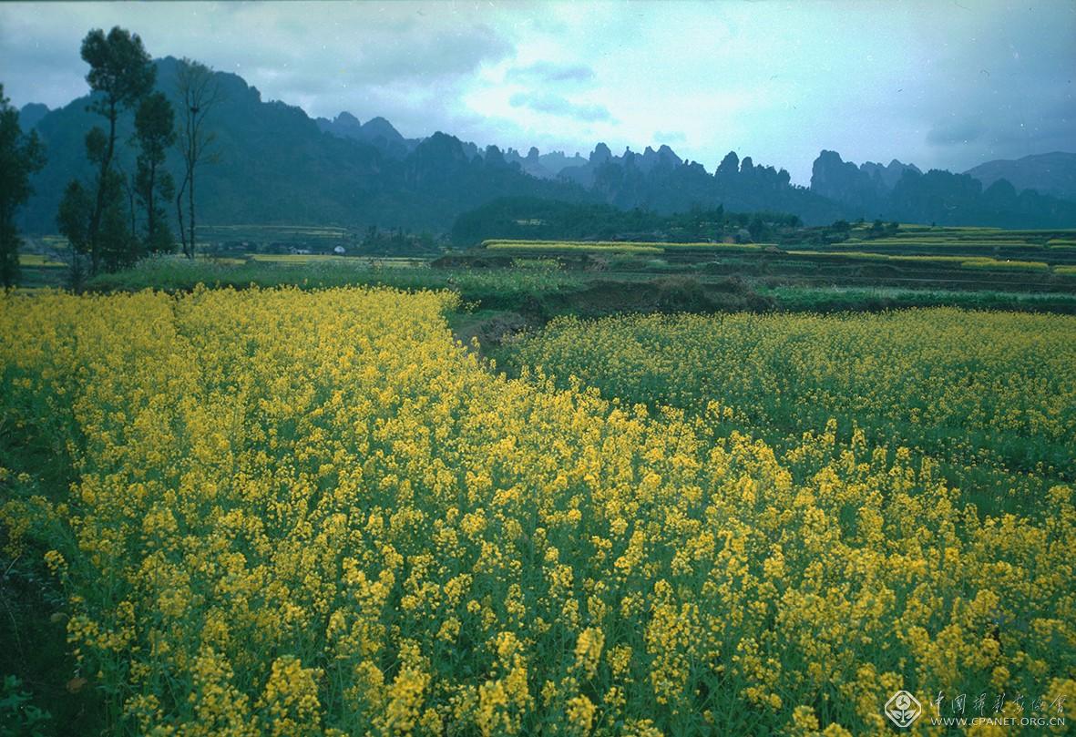 武陵源风光——陈勃摄.jpg