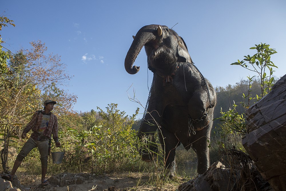 日常-时间的旷野 | KoMyo：《缅甸的野生大象》