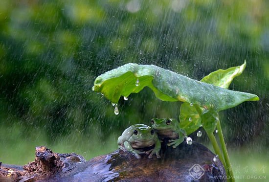 印尼"奇妙的动物摄影"又来了 这次是青蛙躲雨