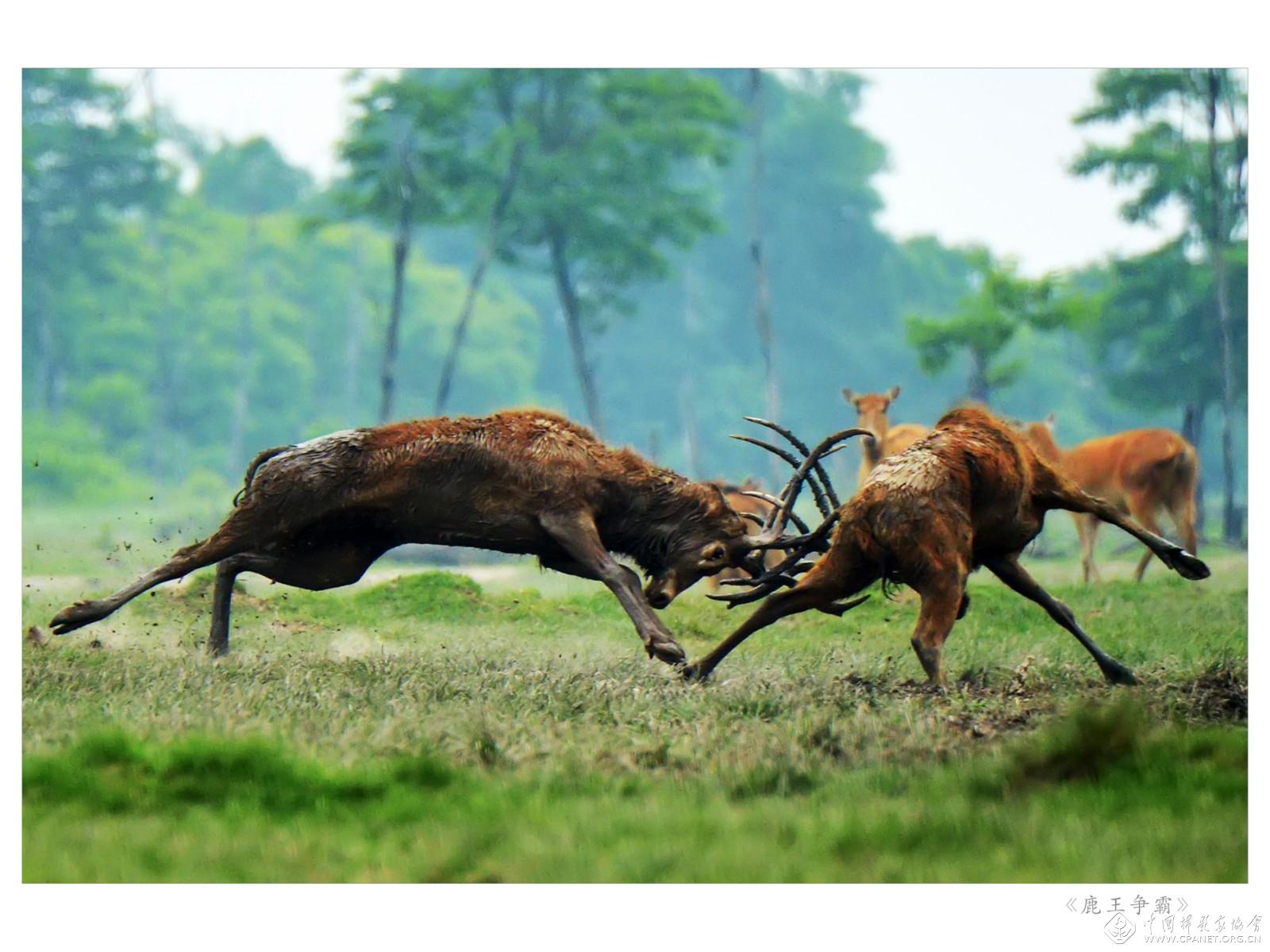 鹿王争霸(杨国美摄).jpg