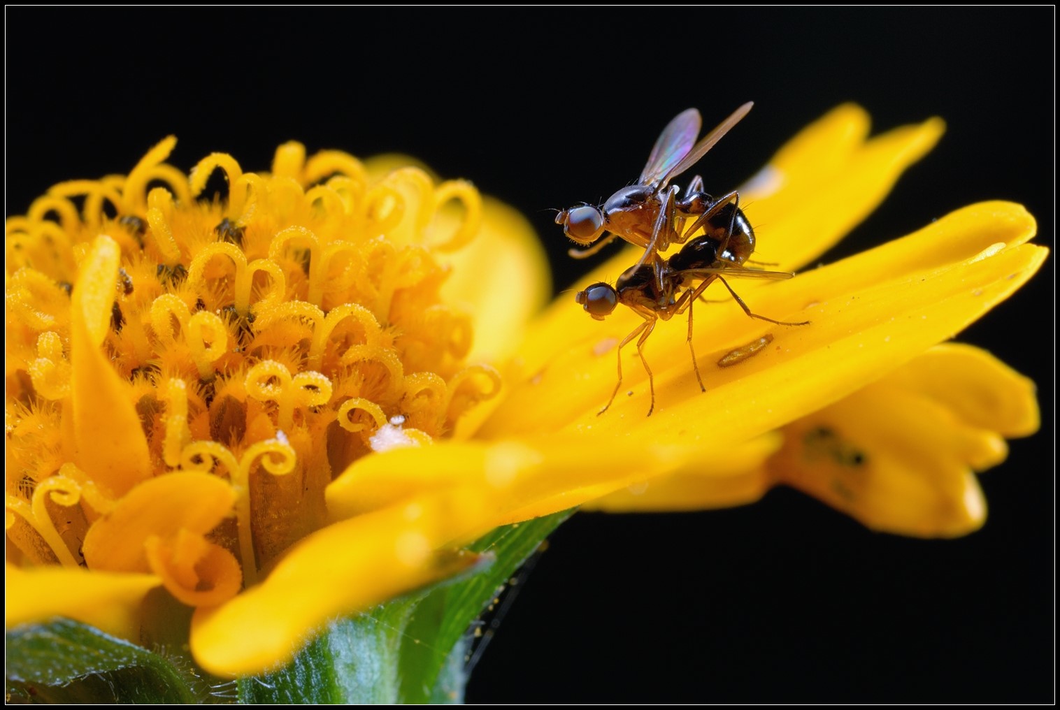 惊蜇——昆虫摄影正当时