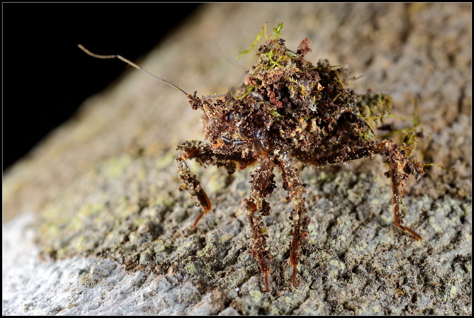 惊蜇——昆虫摄影正当时