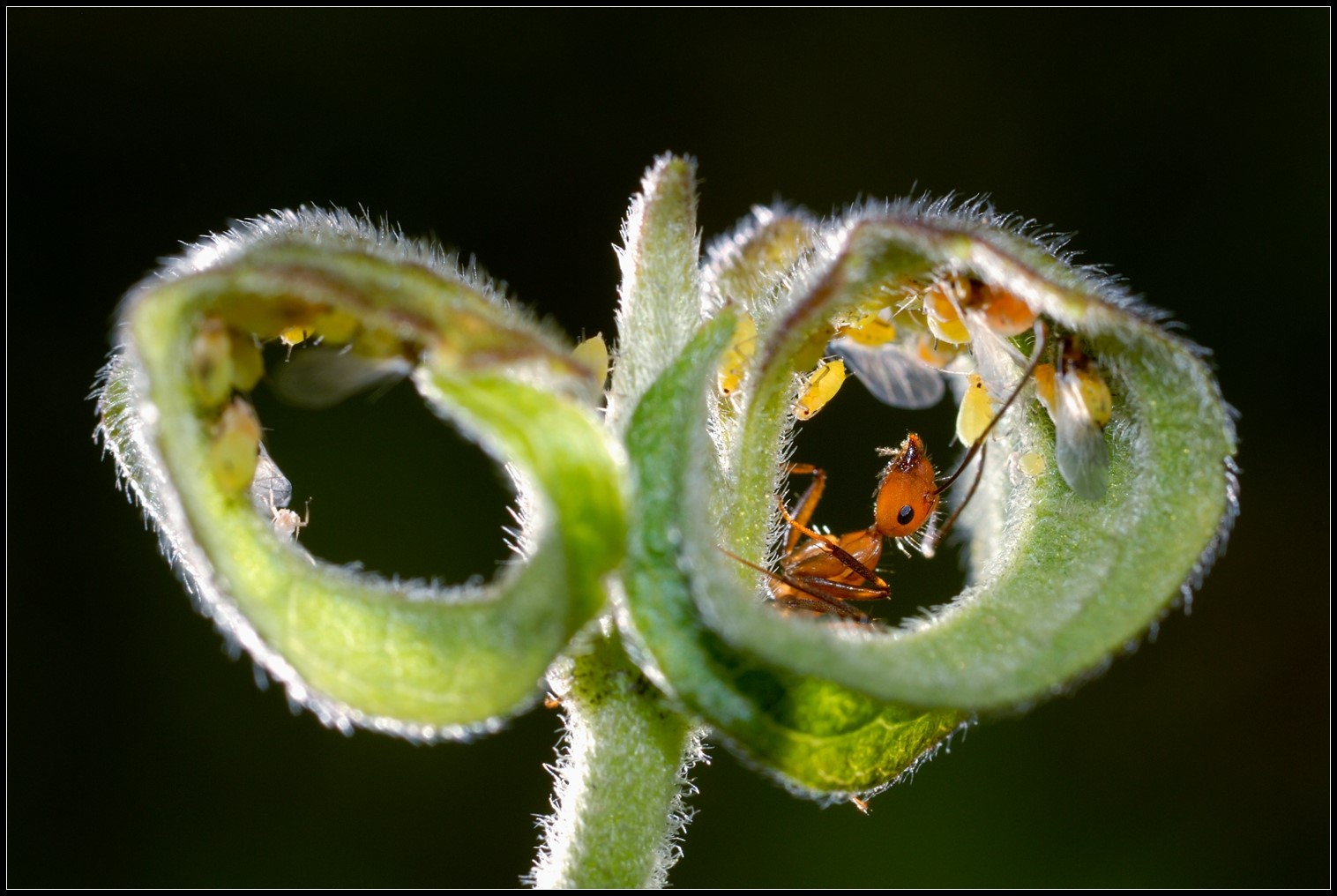 惊蜇——昆虫摄影正当时