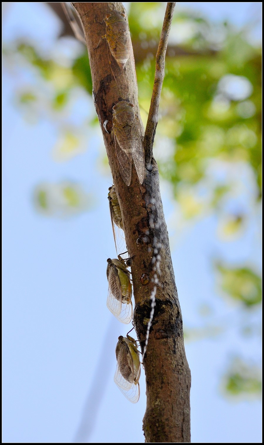 惊蜇——昆虫摄影正当时