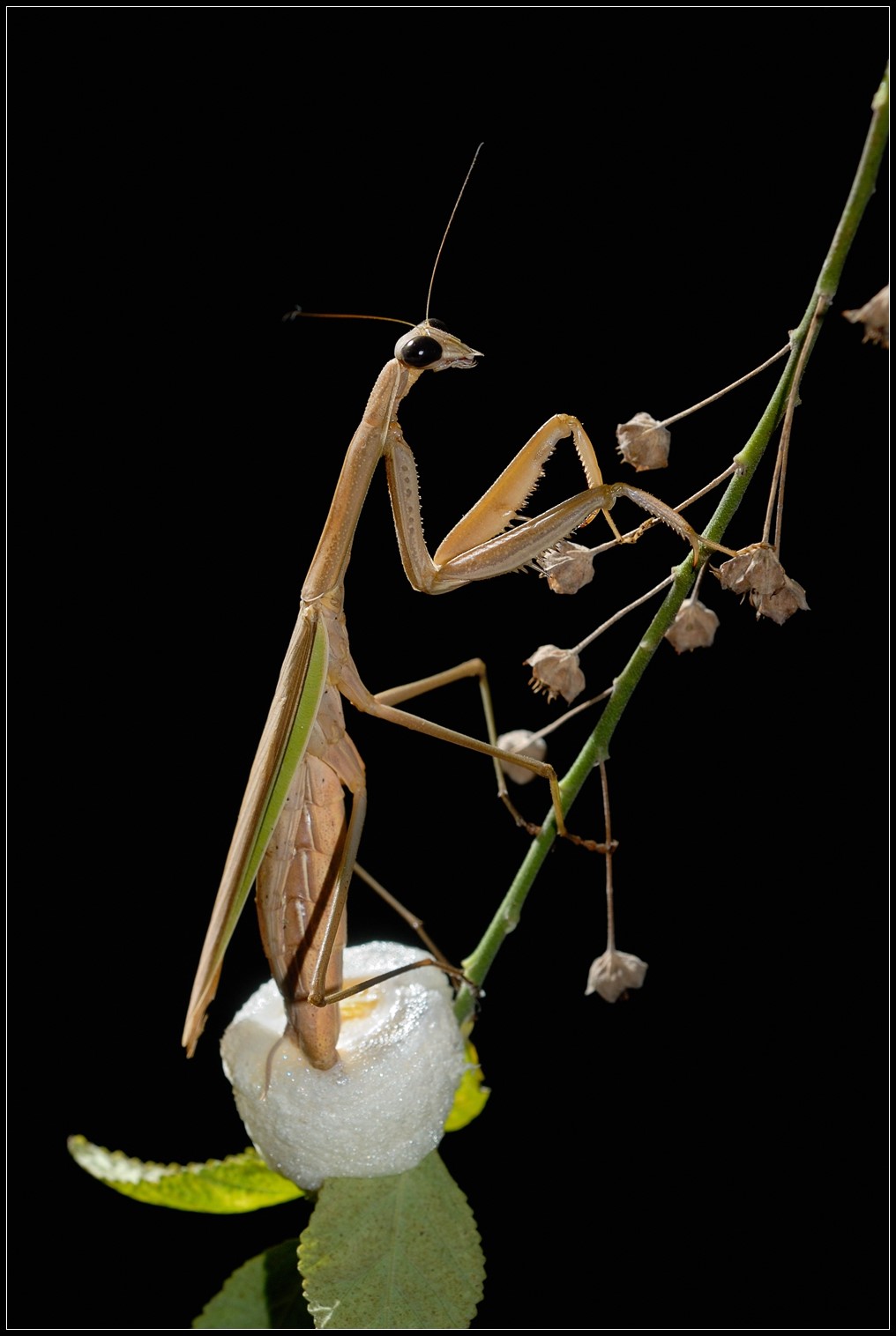 惊蜇——昆虫摄影正当时