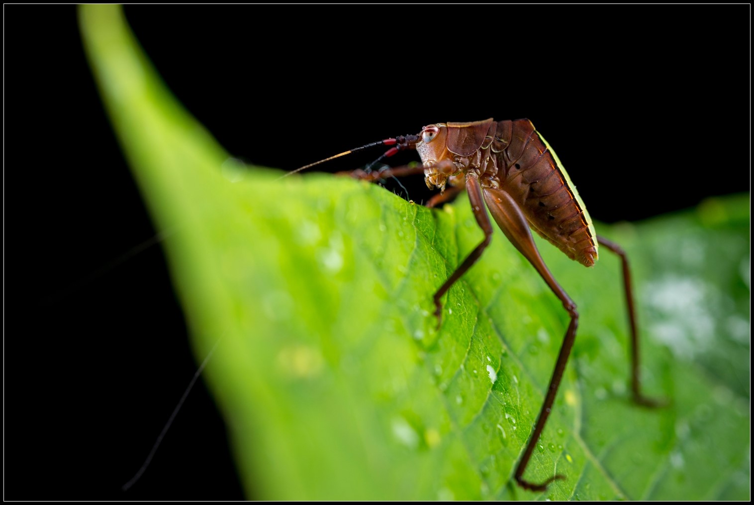 惊蜇——昆虫摄影正当时