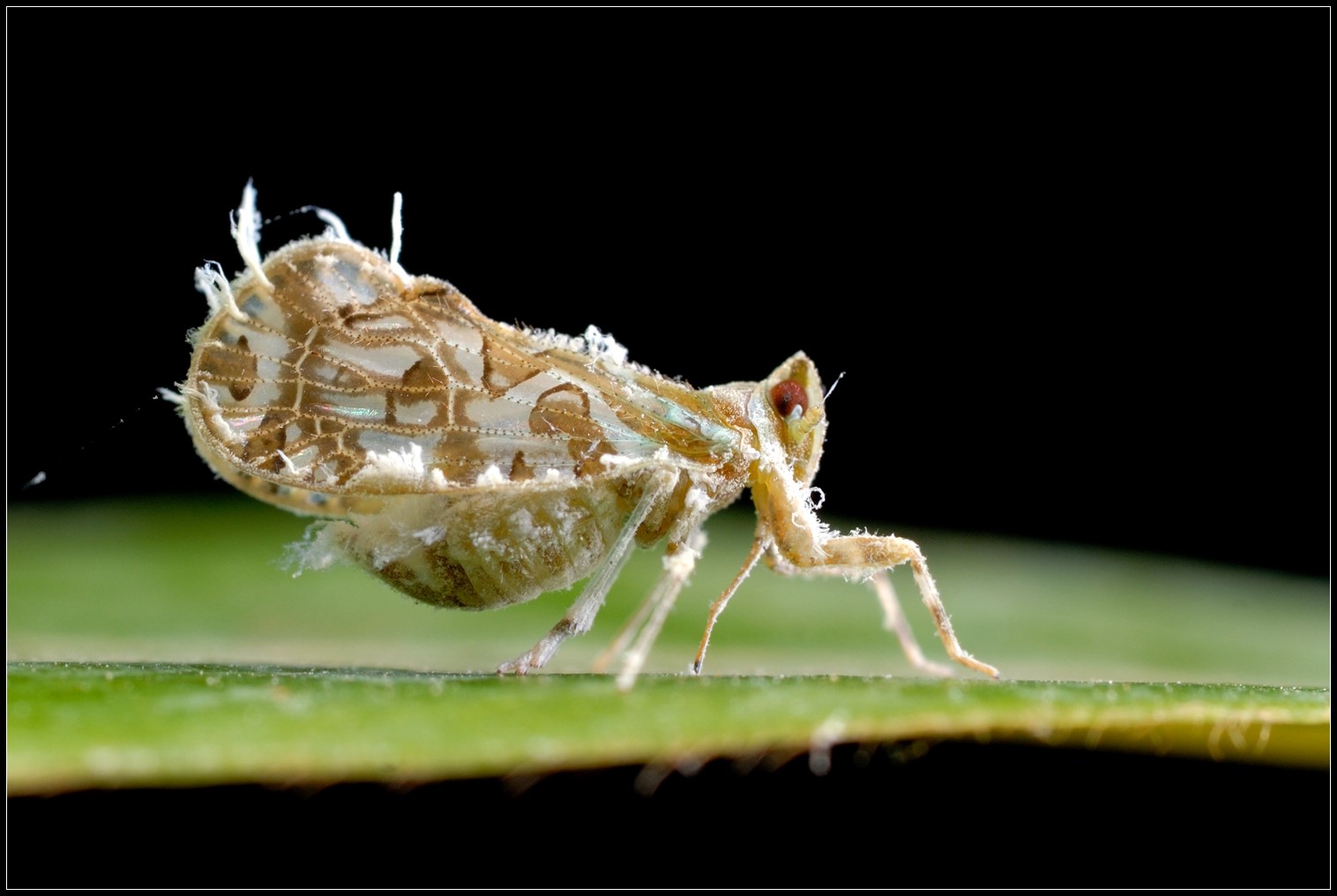 惊蜇——昆虫摄影正当时