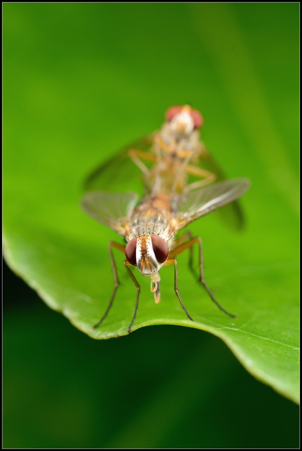 惊蜇——昆虫摄影正当时--中国摄影家协会网