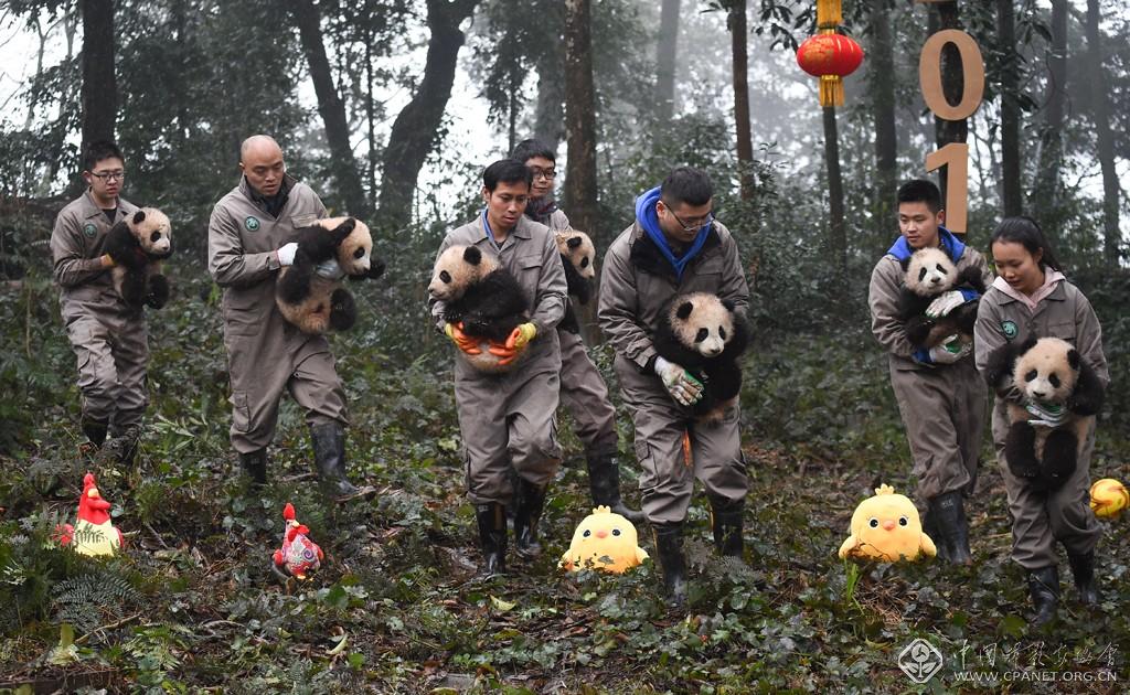 薛玉斌-这是在中国大熊猫保护研究中心雅安碧峰峡基地拍摄的工作人员和大熊猫宝宝（2017年1月11日摄）。新华社记者 薛玉斌 摄.jpg
