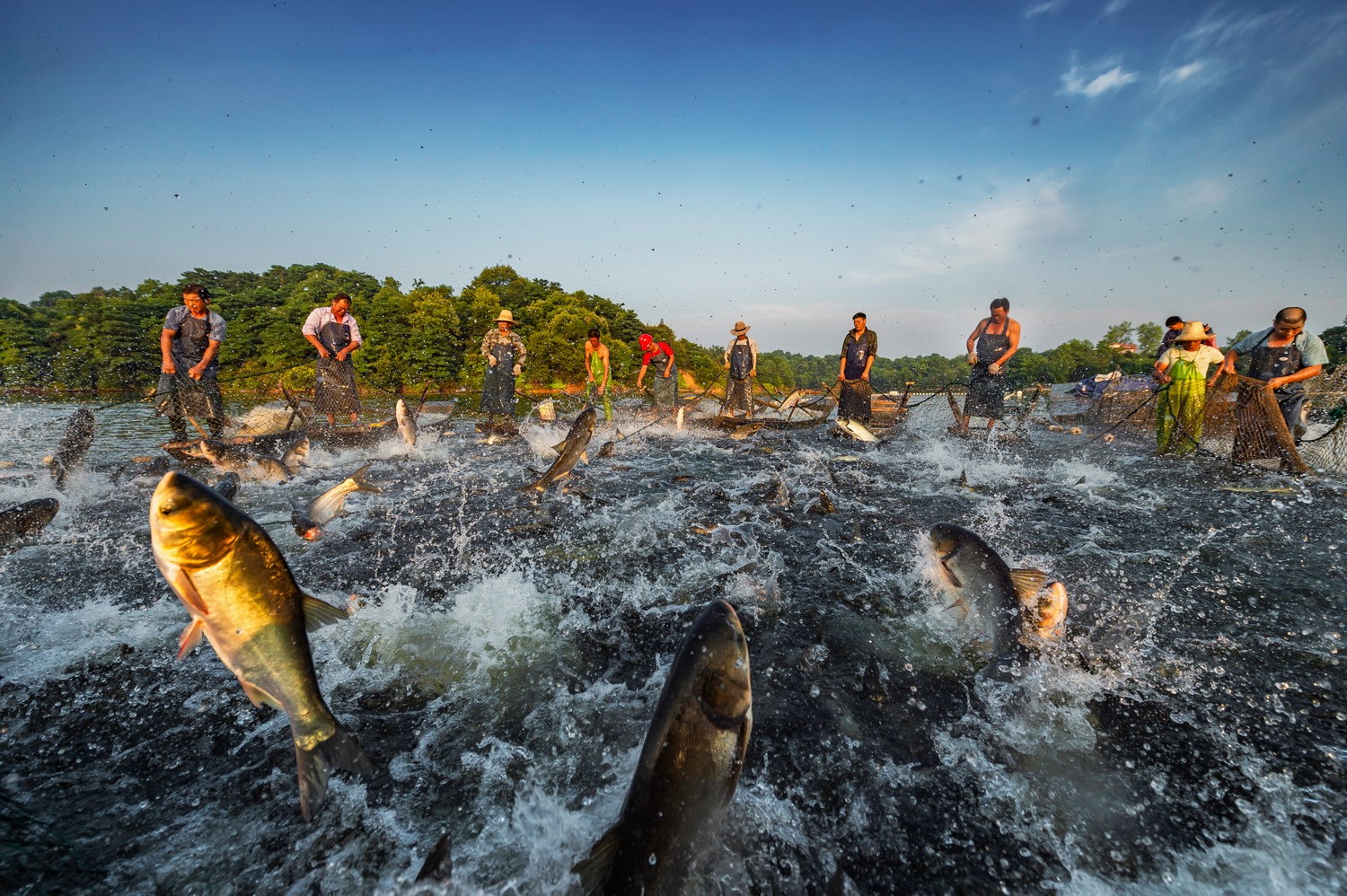 李卫阳 又是一个捕鱼季柯荣臻 七彩渔村蓝成河 千人挖螺田琪 港湾飞虹
