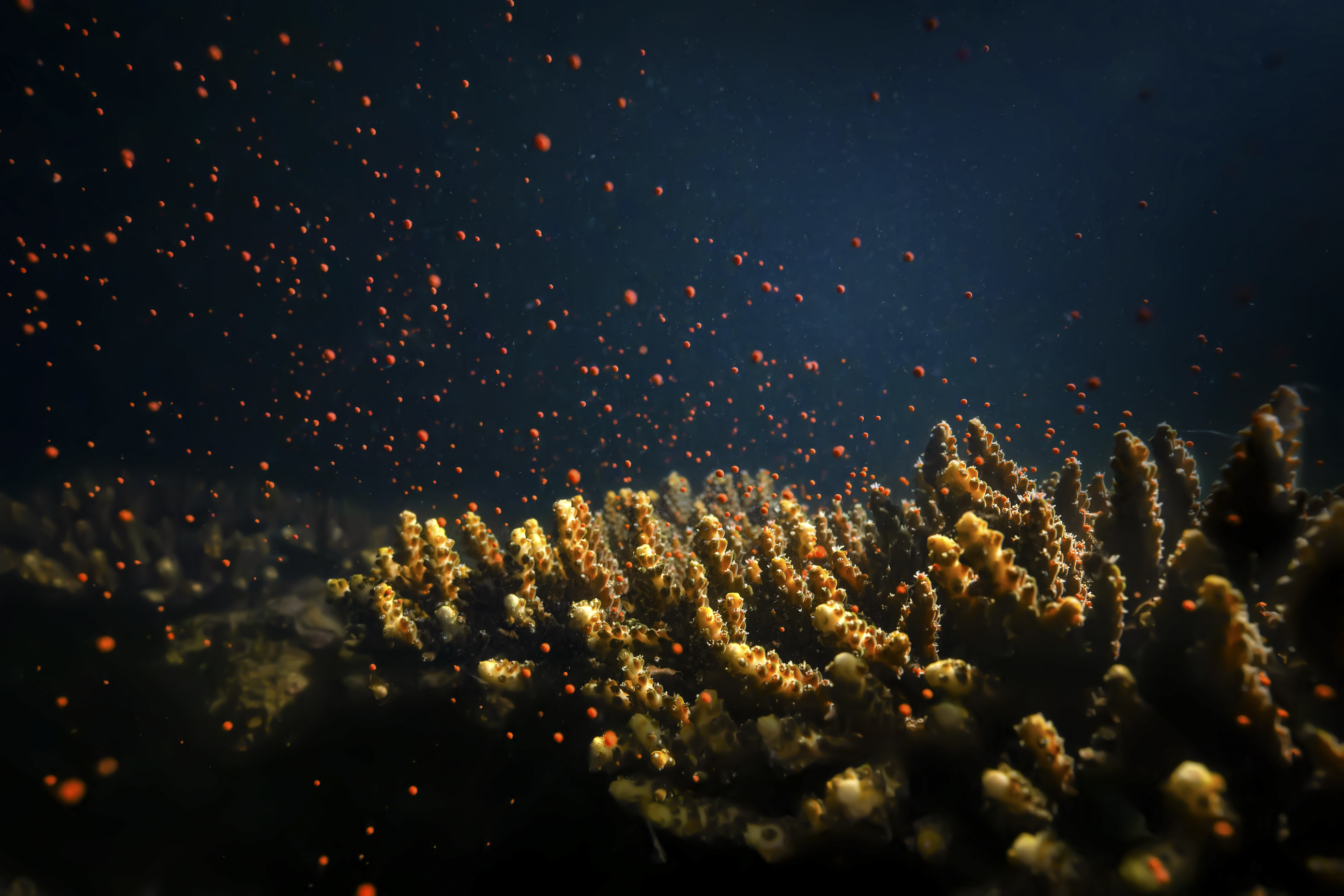 02-《珊瑚产卵奇观》-2023年摄于大鹏半岛海域.jpg