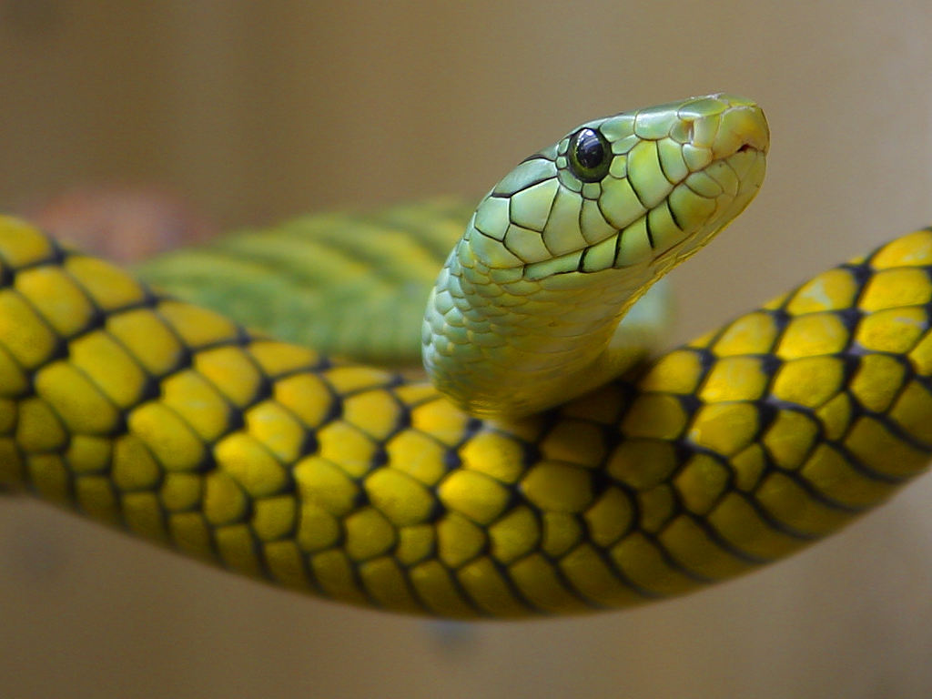 如何辨别蛇是否有毒？ - 知乎