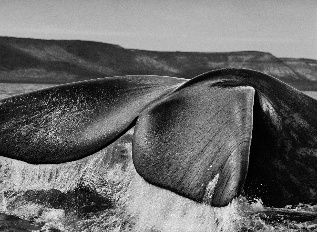 露脊鲸：海中“赖头胖和尚”，又胖又慢，因人类觊觎鲸脂险些灭绝 - 知乎